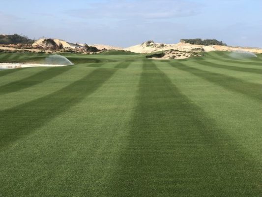 Giống cỏ Zeon Zoysia mới cho các sân golf Việt