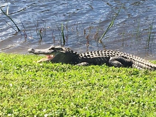 Golfer được thoát luật golf free drop nhờ cá sấu
